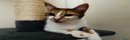 Mixed Breed cats for sale: 15 Month Old Female  in Camborne - Advert 1