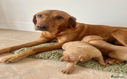 Goldador dogs for sale: Stunning Goldadors  - Image 5