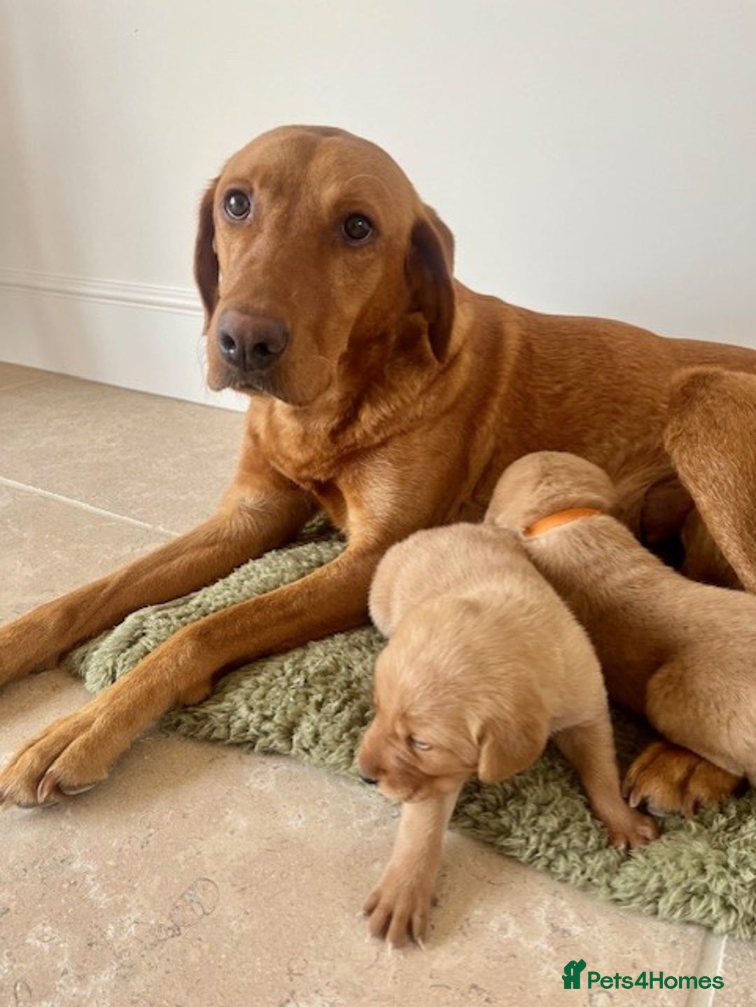 Goldador dogs for sale: Stunning Goldadors  - Image 5