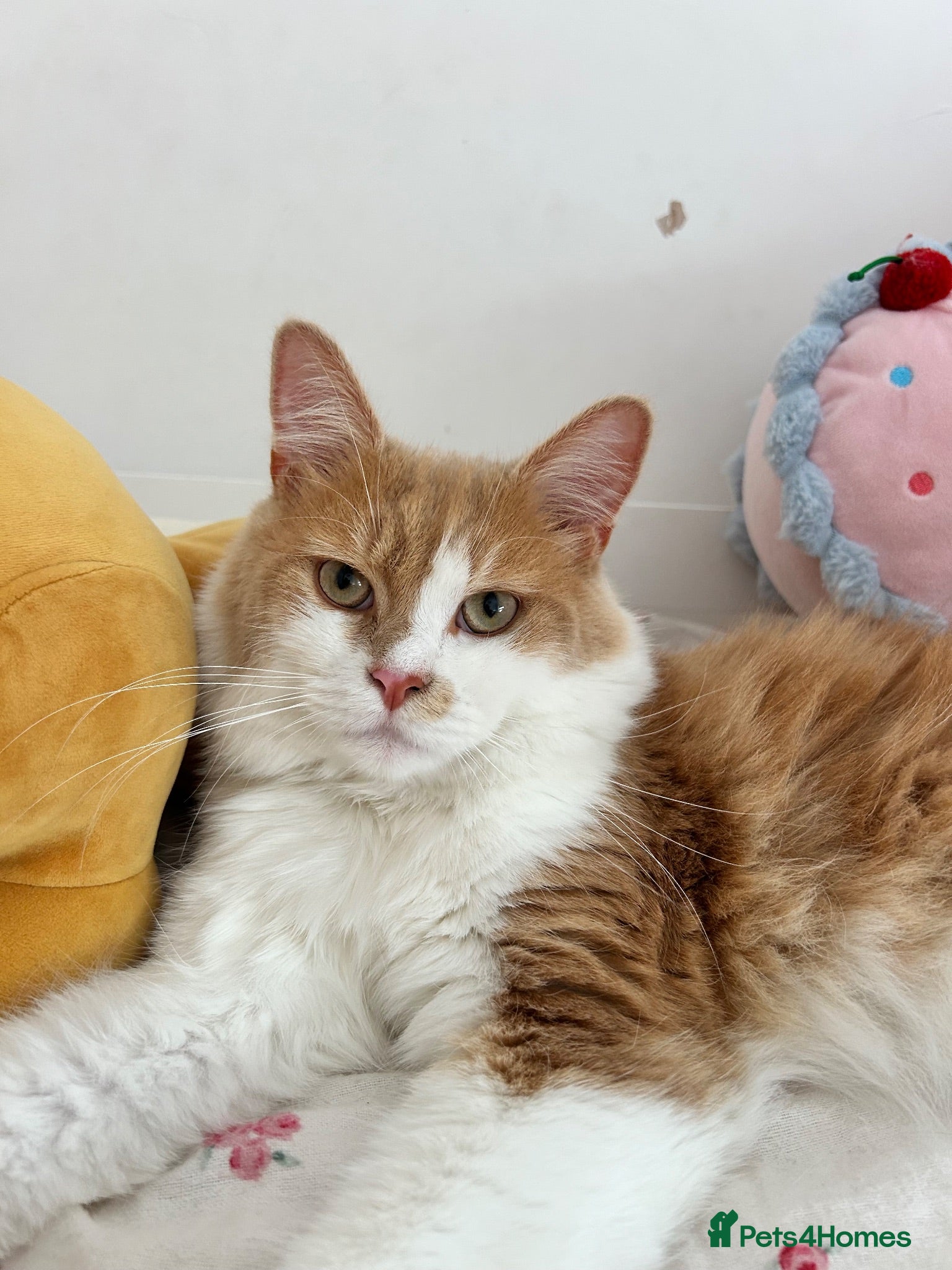 Ragdoll cats 9-Month-Old Ragdoll x Persian Loving Home Wanted - Advert 8