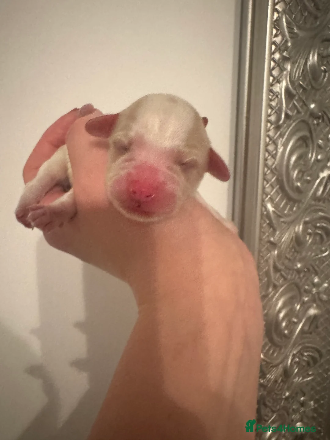 Cavachon dogs for sale: Beautiful extensively health tested cavachon’s - Advert 9