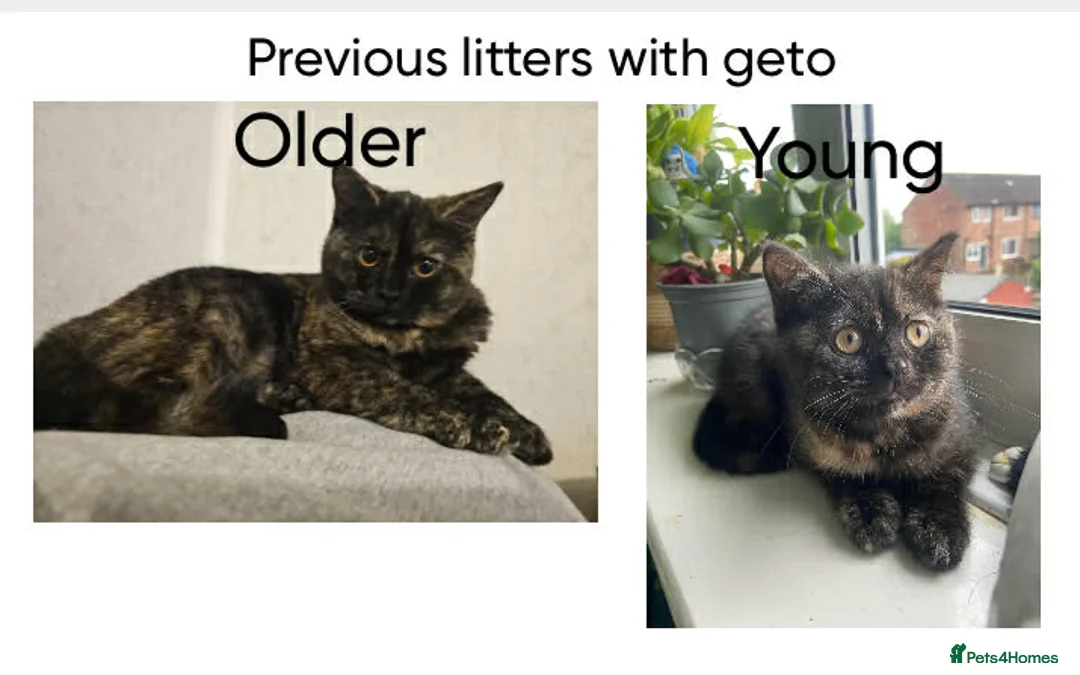 British Shorthair cats for sale: Beautiful BSH pure bred  - Advert 14