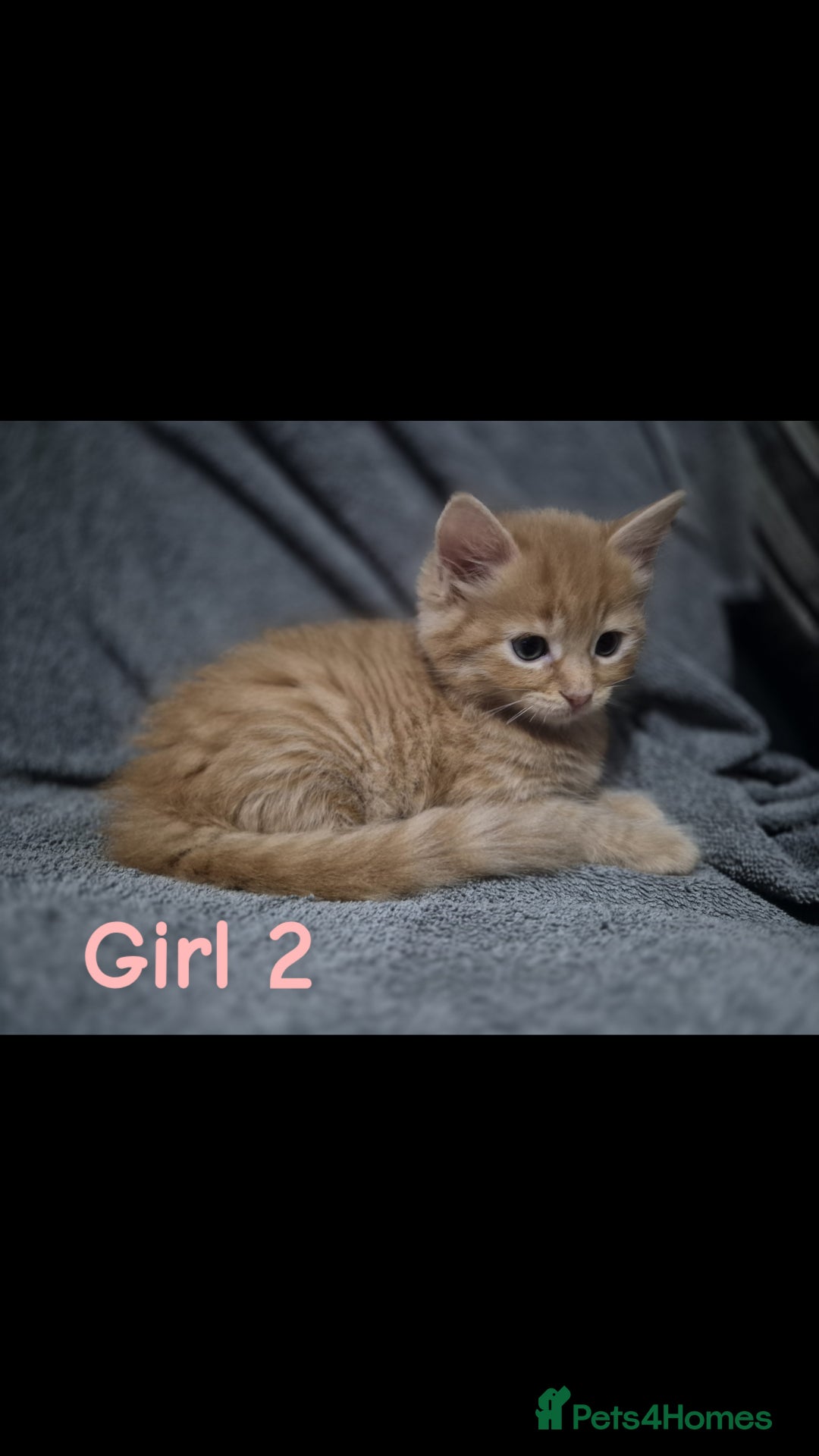British Longhair cats for sale: Long haired kittens - Image 9