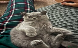 British Shorthair cats for sale: Female british shorthair - Image 2