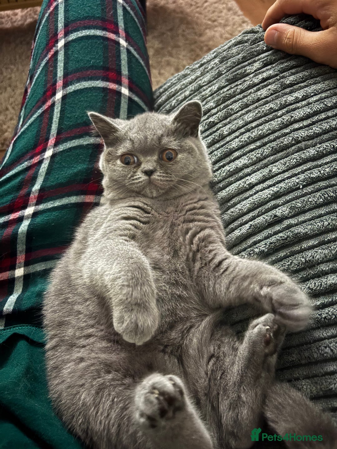 British Shorthair cats for sale: Female british shorthair - Image 2