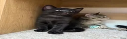 Mixed Breed cats for sale: Brownie, male kitten black with prominent stripes - Advert 4