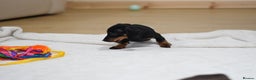 Miniature Dachshund dogs for sale: 🌟Gorgeous Miniature Dachshunds🌟 - Advert 6