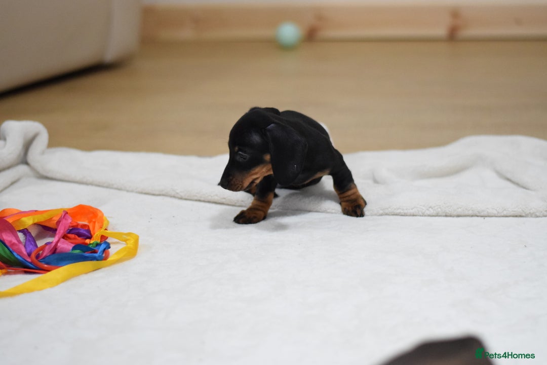Miniature Dachshund dogs for sale: 🌟Gorgeous Miniature Dachshunds🌟 - Advert 6