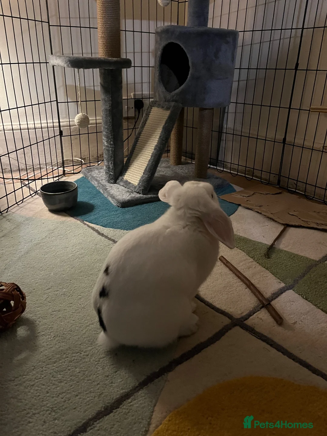 Mixed Breed rabbits for sale: Milky – Loving Free-Roam Lop Rabbit Seeking Home in Feltham - Advert 2