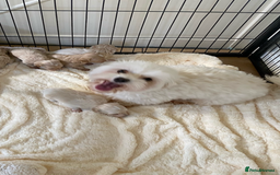 Maltipoo dogs for sale: BEAUTIFUL MALTIPOO F1 BOYS AND GIRLS AVAILABLE  - Image 6