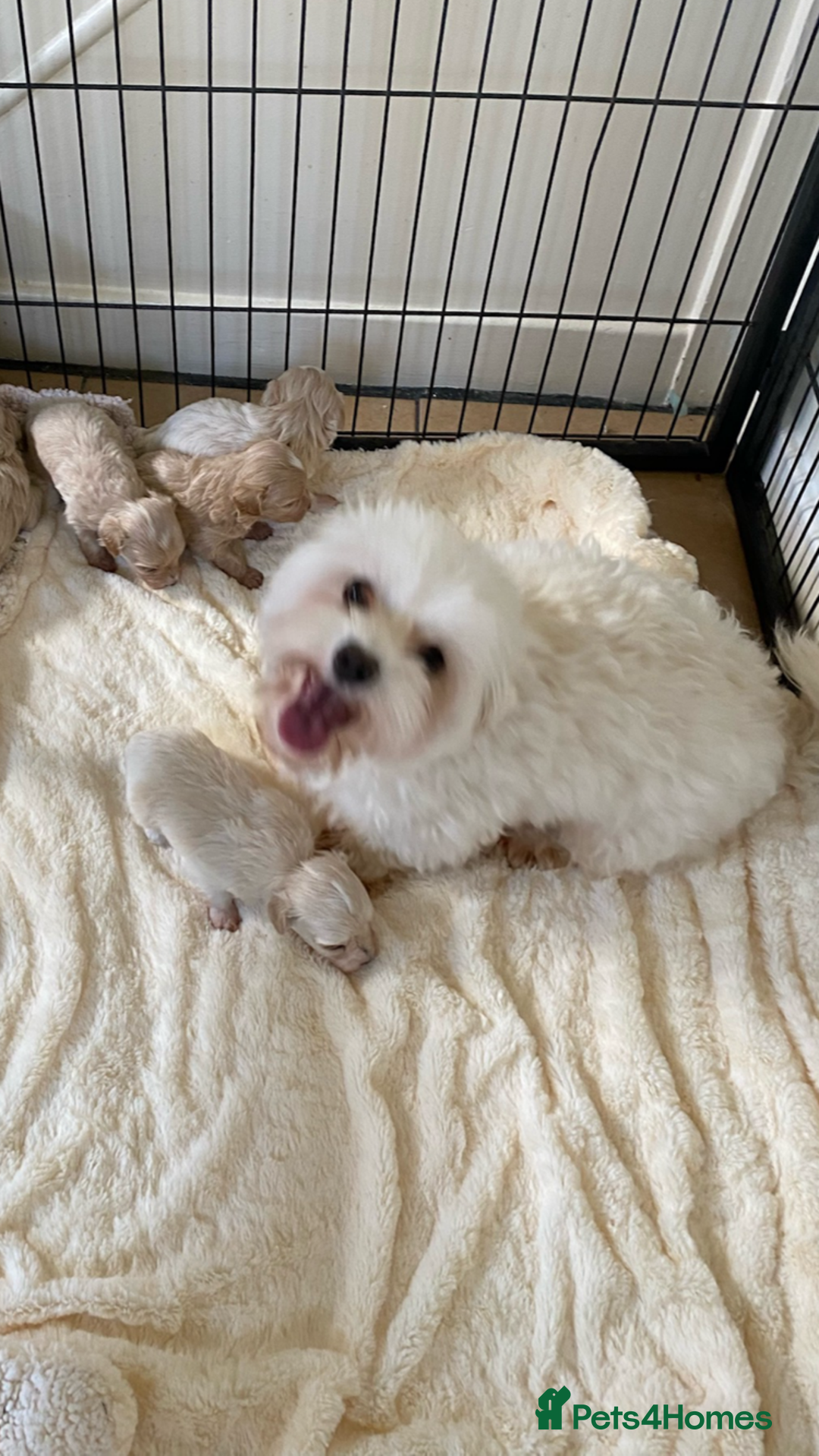 Maltipoo dogs for sale: BEAUTIFUL MALTIPOO F1 BOYS AND GIRLS AVAILABLE  - Image 6