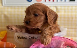 Cockapoo dogs for sale: F1 Toy Cockapoo’s in richest red ❤️ - Image 11