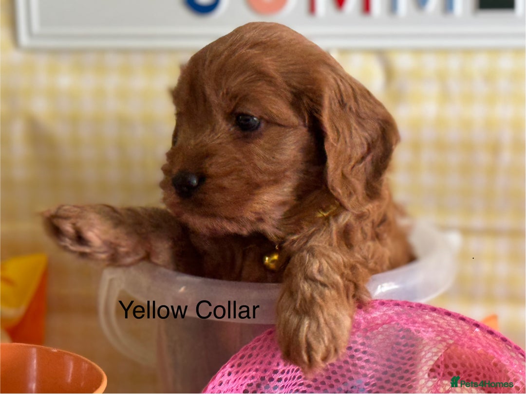 Cockapoo dogs for sale: F1 Toy Cockapoo’s in richest red ❤️ - Image 11