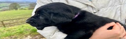 Labrador Retriever dogs for sale: KC Registered black Labrador Puppies for sale - Advert 18