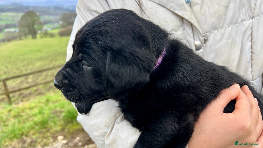 Labrador Retriever dogs for sale: KC Registered black Labrador Puppies for sale - Advert 18