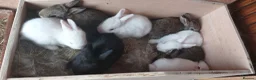 New Zealand rabbits for sale: New Zealand bunnies  in Hartfield - Advert 3