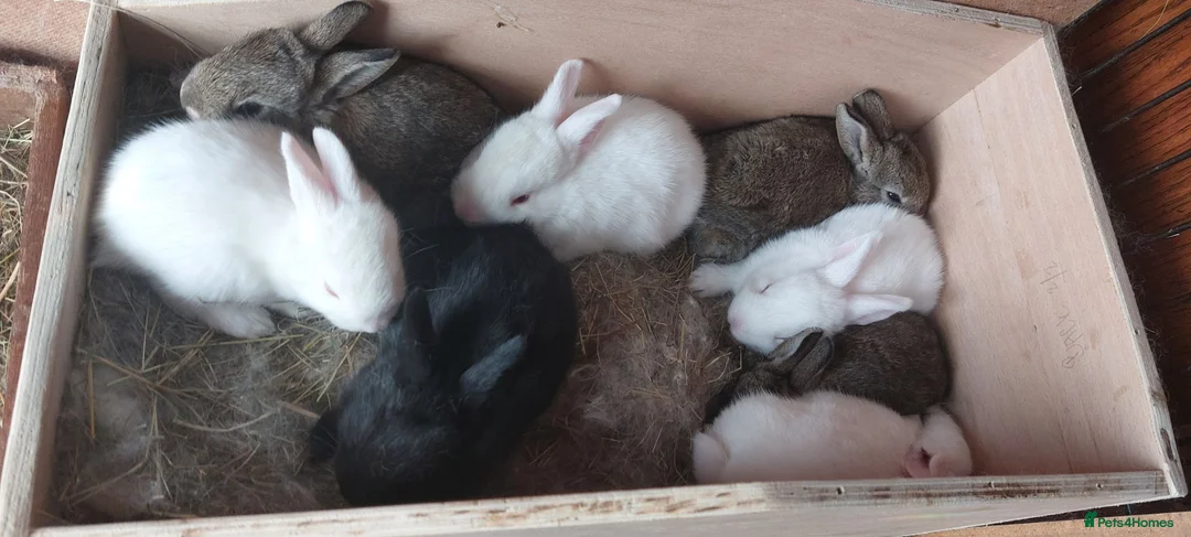 New Zealand rabbits for sale: New Zealand bunnies  in Hartfield - Advert 3