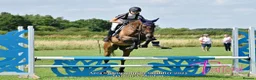 English Thoroughbred horses for sale: 16.1/2HH 17 YEAR OLD THOROUGHBRED EX-RACER GELDING in Newark - Advert 4