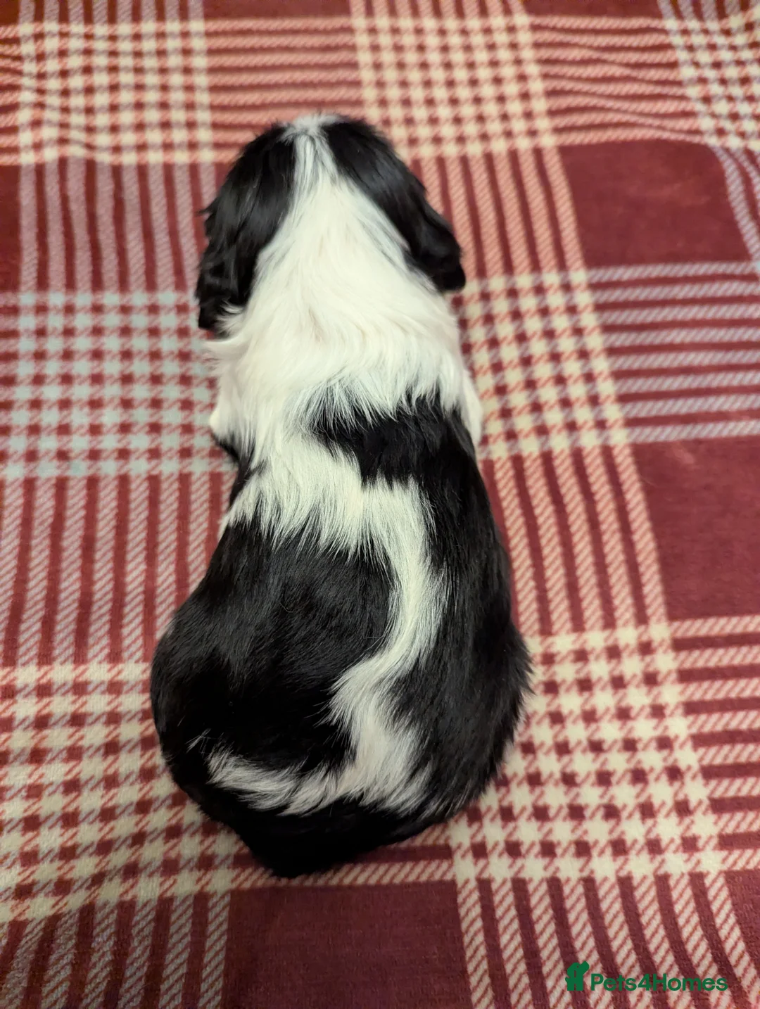 Cavalier King Charles Spaniel dogs for sale: Cavalier King Charles Spaniels KC Reg  - Advert 10