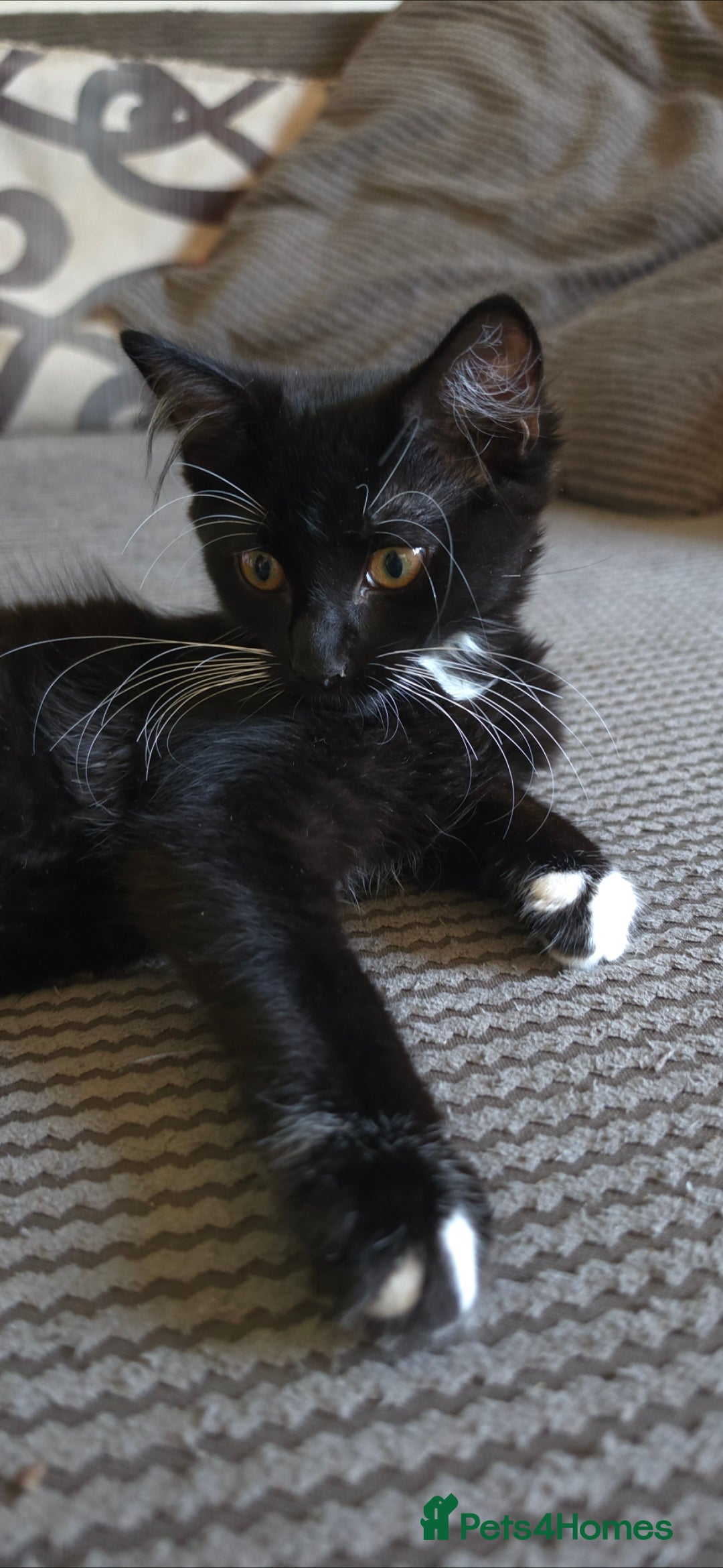 Mixed Breed cats Beautiful kittens looking for there forever homes  - Advert 1