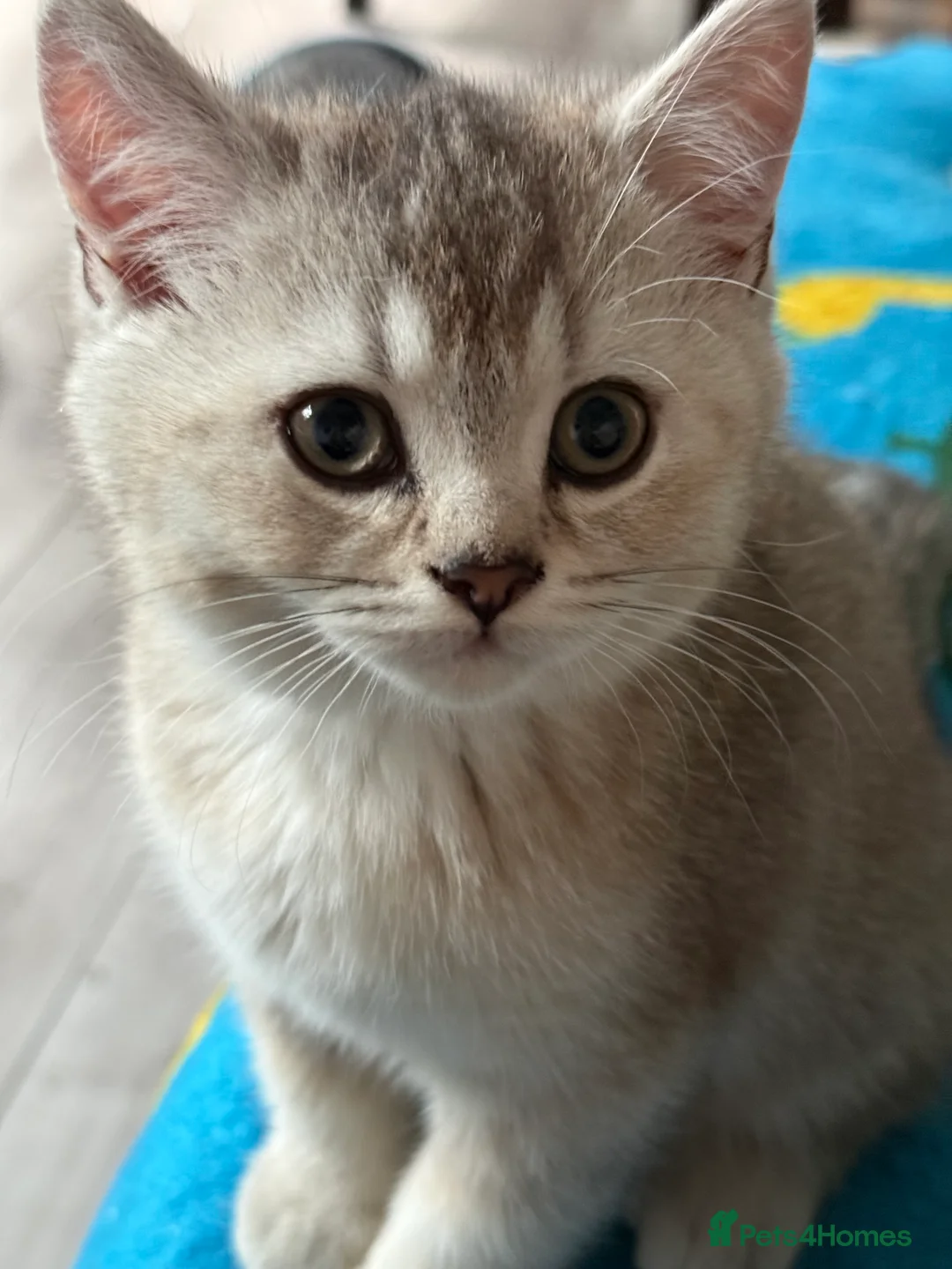 British Shorthair cats for sale: GCCF male kitten Frodo  - Advert 1