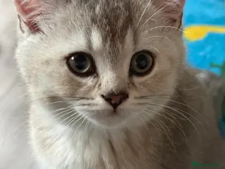 British Shorthair cats GCCF male kitten Frodo - Advert 4