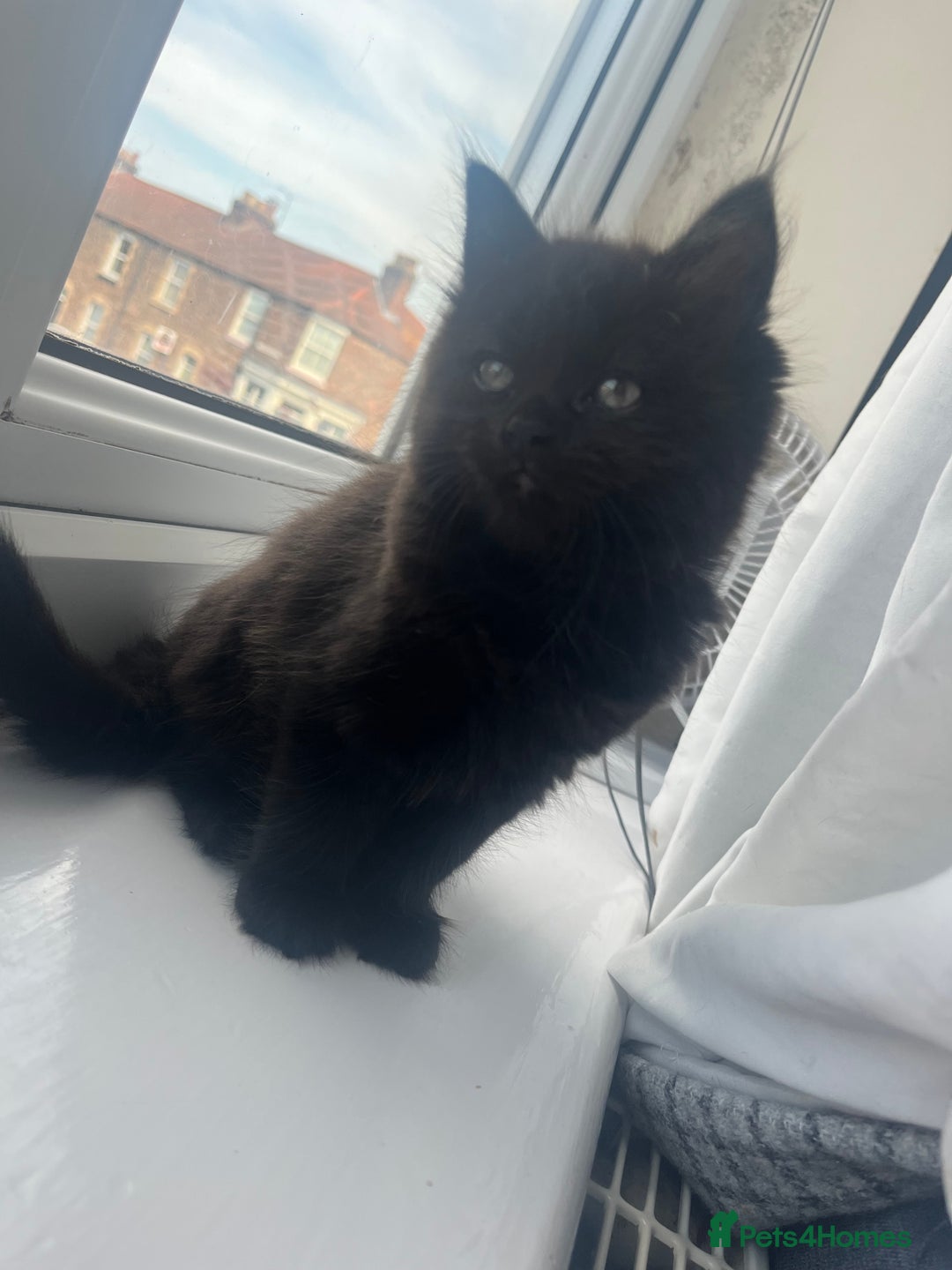 Domestic Shorthair cats for sale: Two kittens left** - Image 2