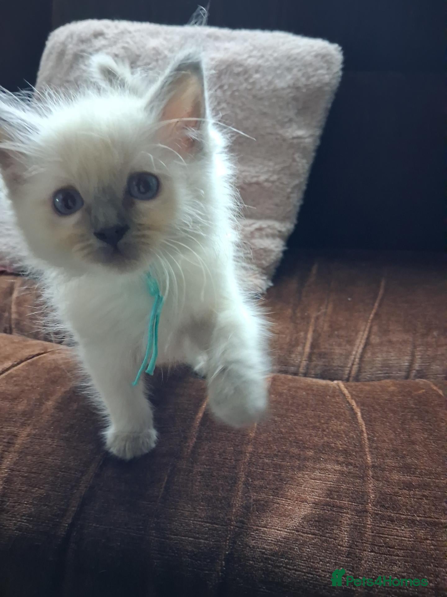 Ragdoll cats Stunning balls of fluff, beautiful Ragdoll kittens - Advert 16