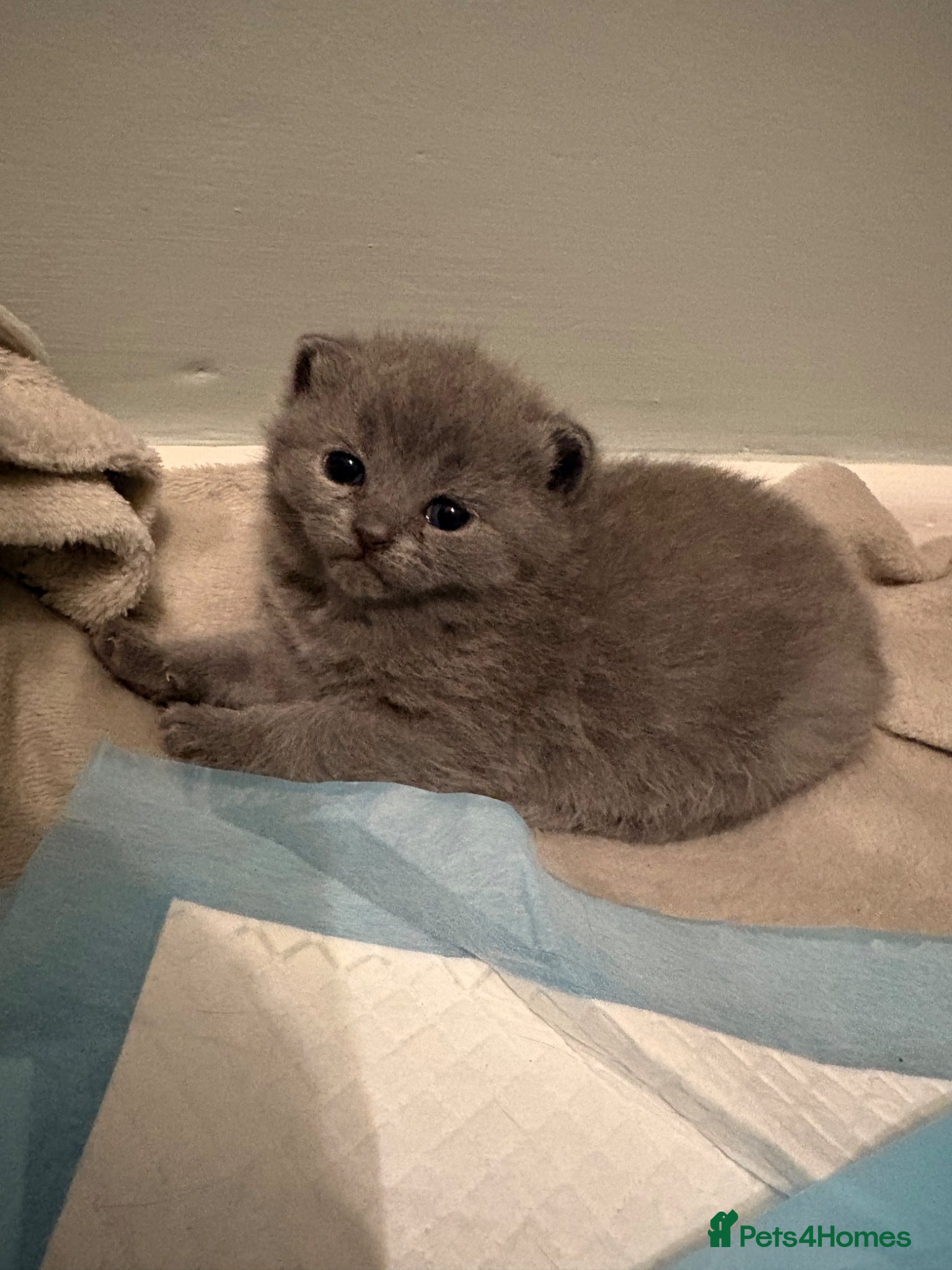 British Shorthair cats for sale: British Shorthair Kittens in Poole - Advert 1