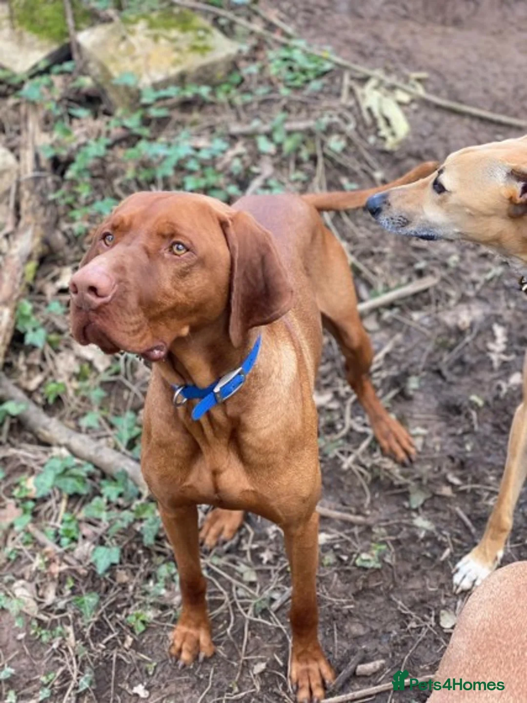 Hungarian Vizsla dogs for stud: Hungarian Vizsla for stud! in Llantwit Major - Advert 11