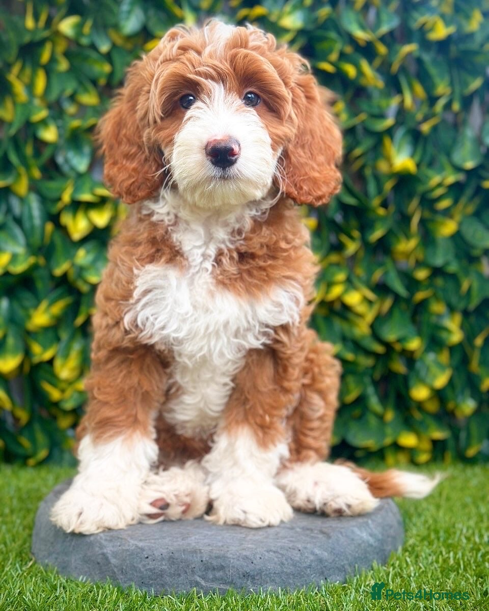 Australian Labradoodle dogs WALA Superior Australian Labradoodles-Waiting List - Advert 17