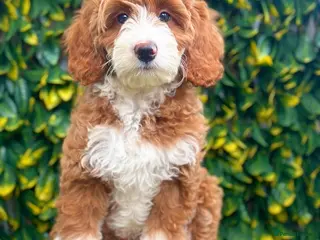 Australian Labradoodle dogs WALA Superior Australian Labradoodles-Waiting List - Advert 15