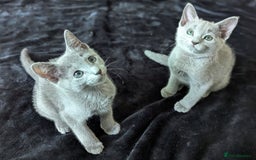 Russian Blue cats for sale: Pedigree TICA Registered kittens - Image 7