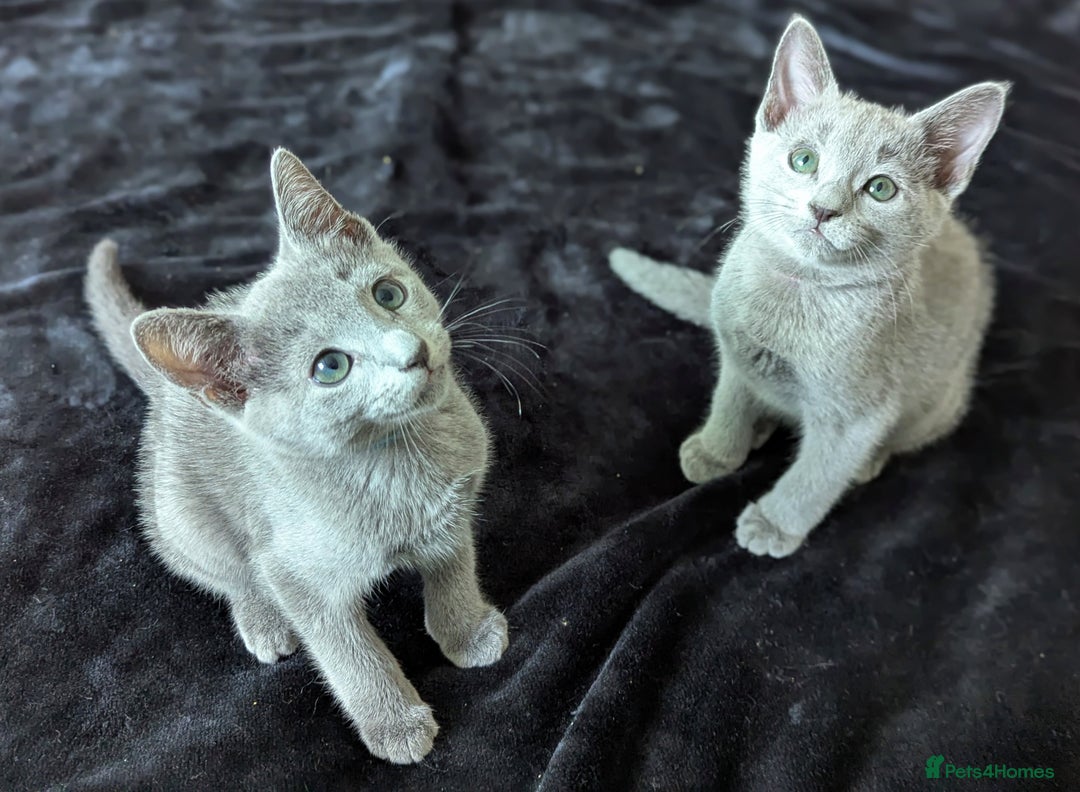 Russian Blue cats for sale: Pedigree TICA Registered kittens - Image 7