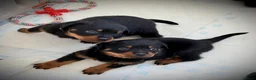 Rottweiler dogs for sale: Rottweiler puppy’s  - Advert 11