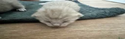 Bengal cats for sale: 2 left now Bengal cross ragdoll kittens - Advert 5
