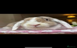 Mixed Breed rabbits for sale: Rescue Bunnies for Adoption  - Image 12