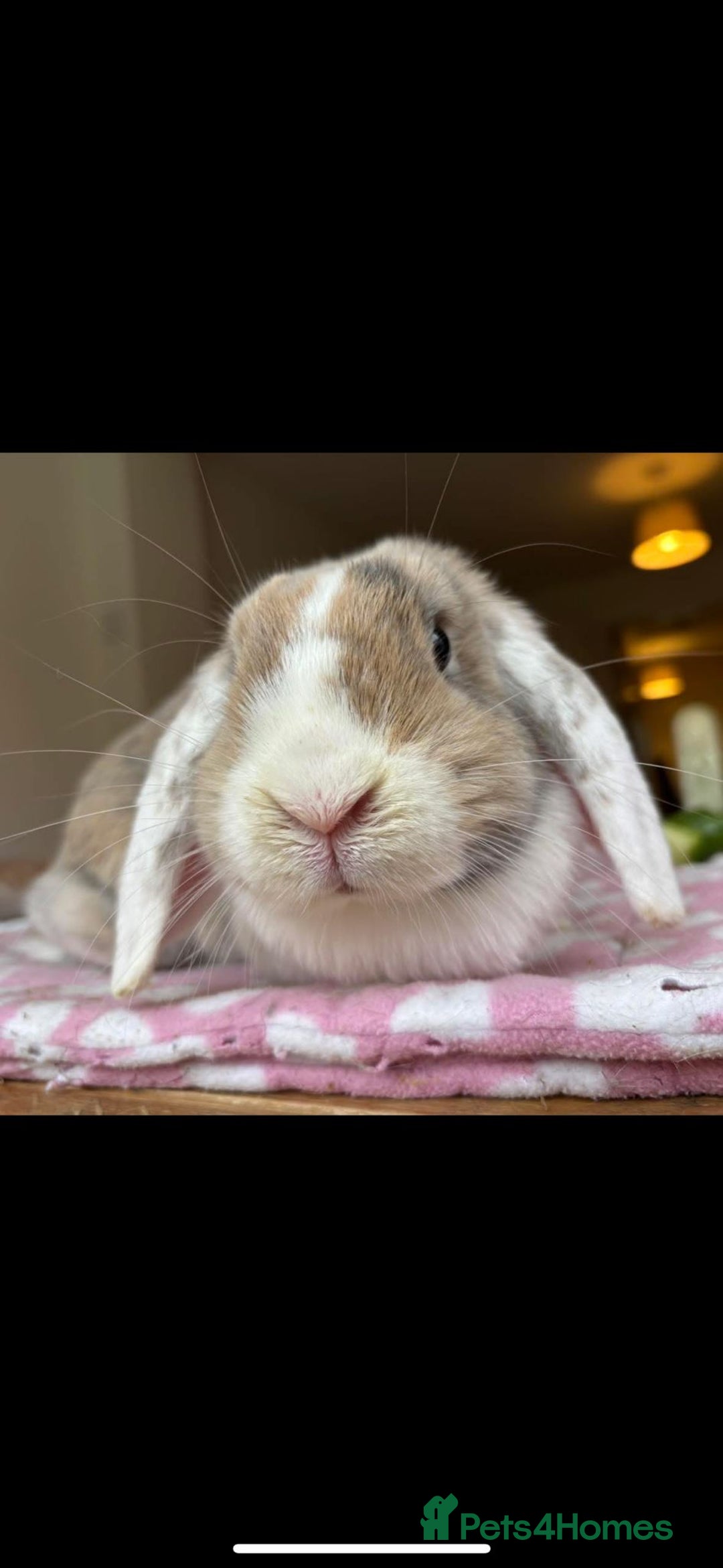 Mixed Breed rabbits for sale: Rescue Bunnies for Adoption  - Image 12