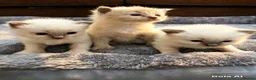 Ragdoll cats for sale: Beautiful Blue Point Ragdoll Kittens 🐾💙 - Advert 1
