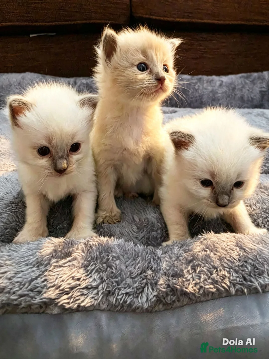 Ragdoll cats for sale: Beautiful Blue Point Ragdoll Kittens 🐾💙 - Advert 1