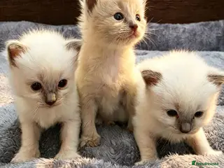 Ragdoll cats Beautiful Blue Point Ragdoll Kittens 🐾💙 - Advert 1