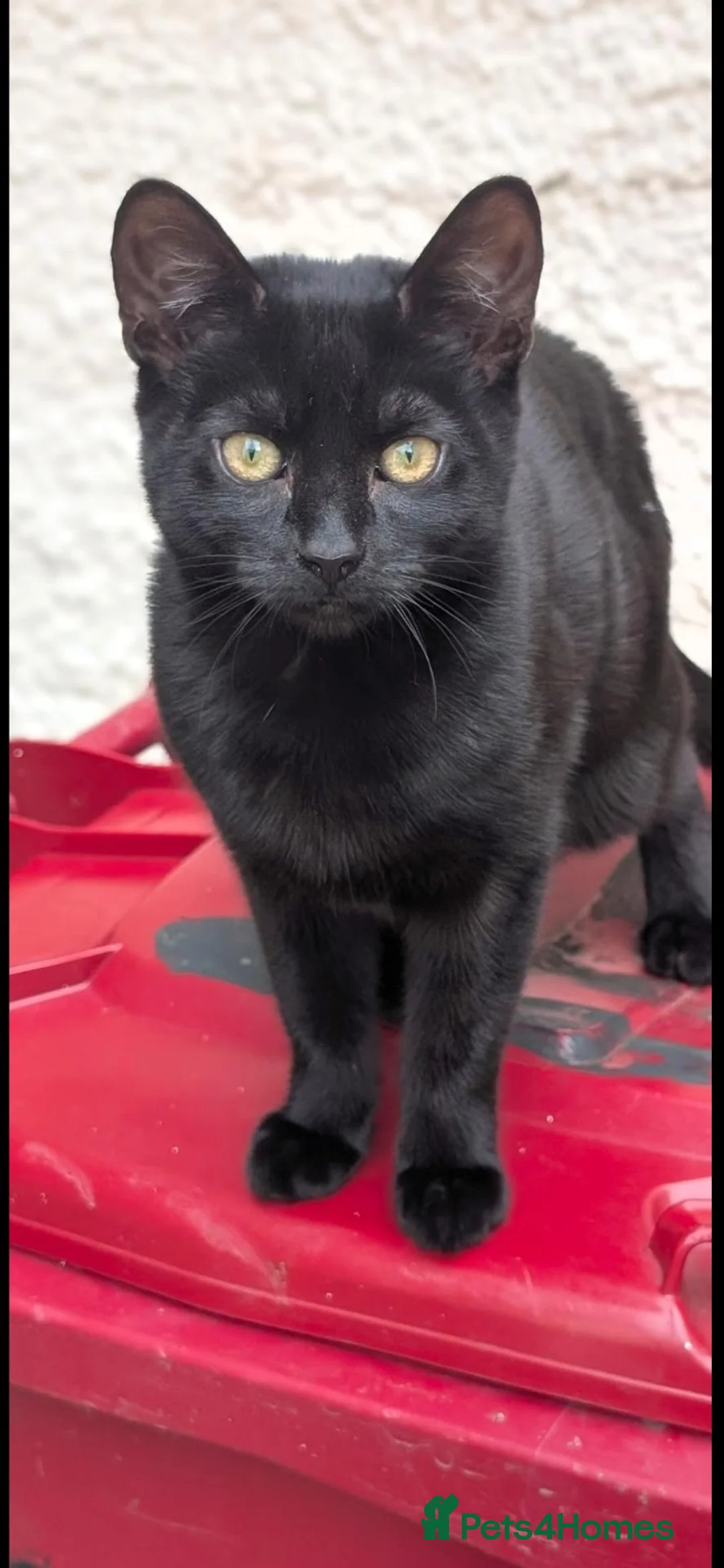 Mixed Breed cats for sale: Two female cats  in Blackburn - Advert 2
