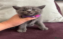 British Shorthair cats for sale: pedigree GCCF kittens available in 2 weeks time! - Image 8
