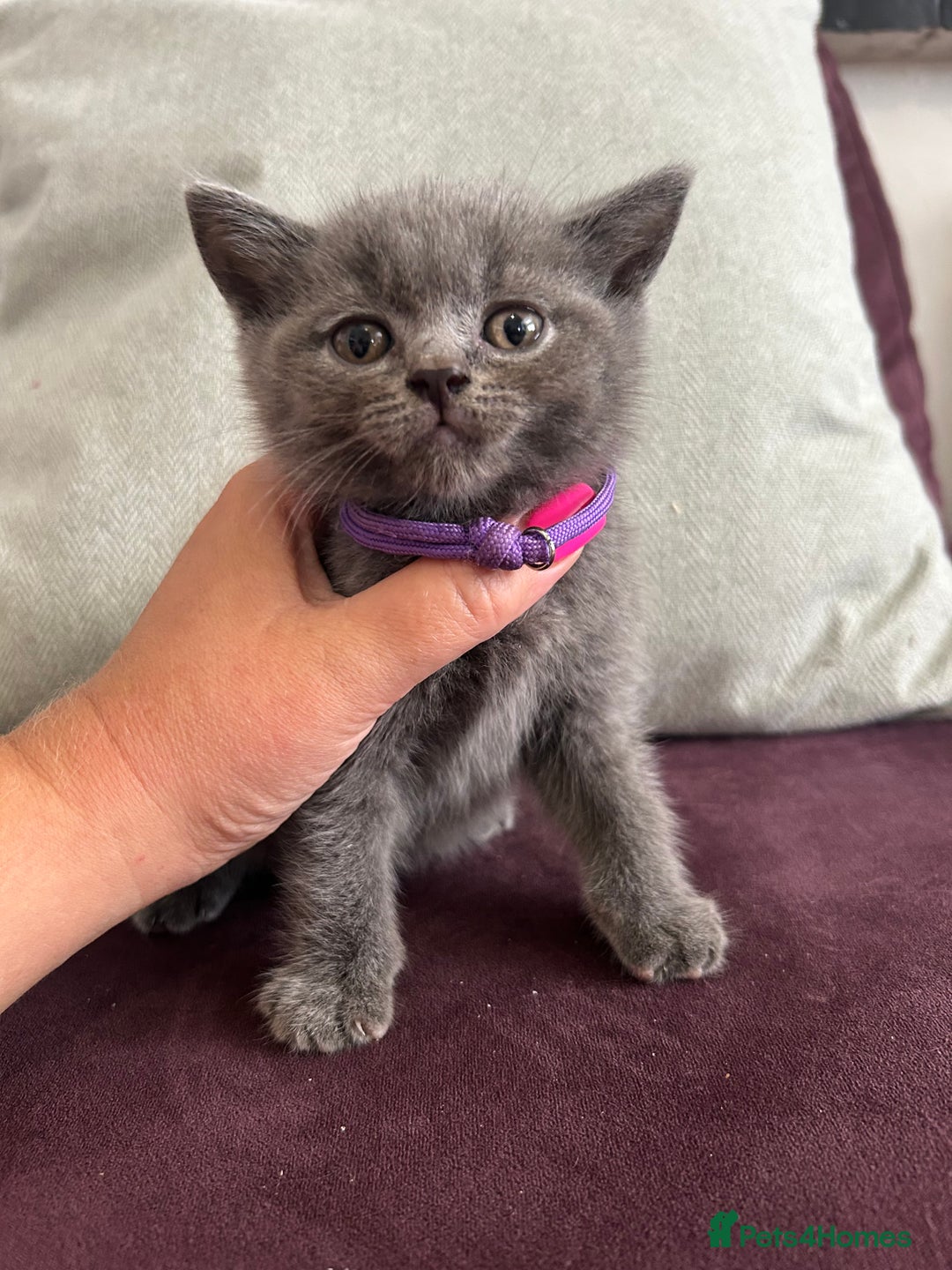 British Shorthair cats for sale: pedigree GCCF kittens available in 2 weeks time! - Image 8