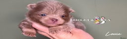 Pomeranian dogs for sale: 💛PUPPIES ARRIVED 💛 - Advert 20
