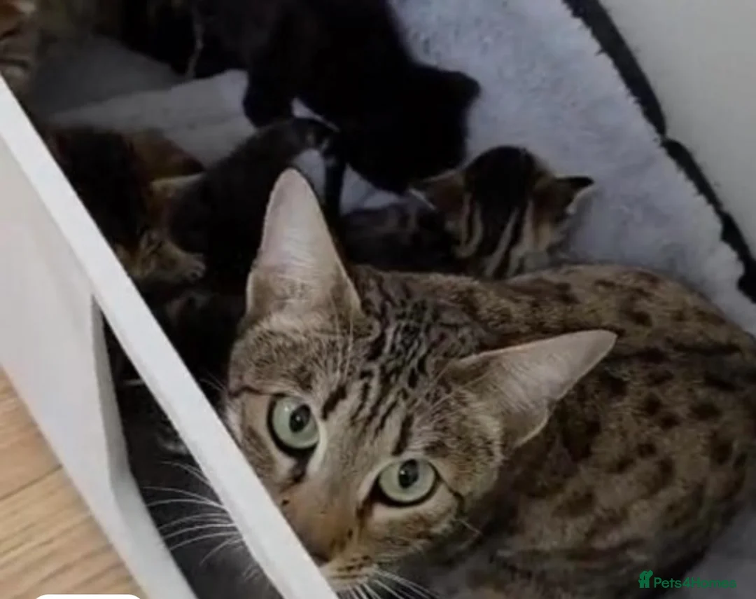 Siamese cats for sale: Stunning Bengal x Siamese kitten  - Advert 5