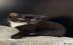 Ragdoll cats for sale: Lovely, healthy, playful, ragdoll cross kittens - Image 5