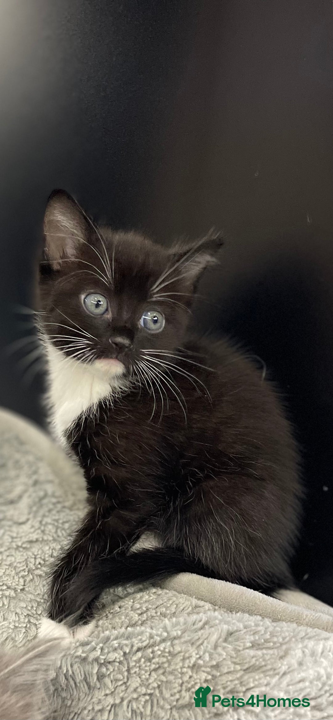 Ragdoll cats for sale: Lovely, healthy, playful, ragdoll cross kittens - Image 5