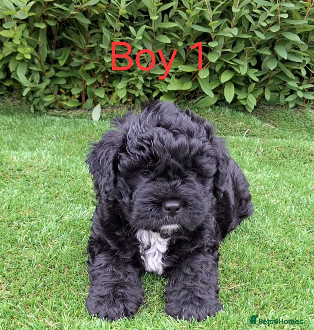 French Bulldog dogs for sale: French Bulldog Froodle Puppies  - Image 4