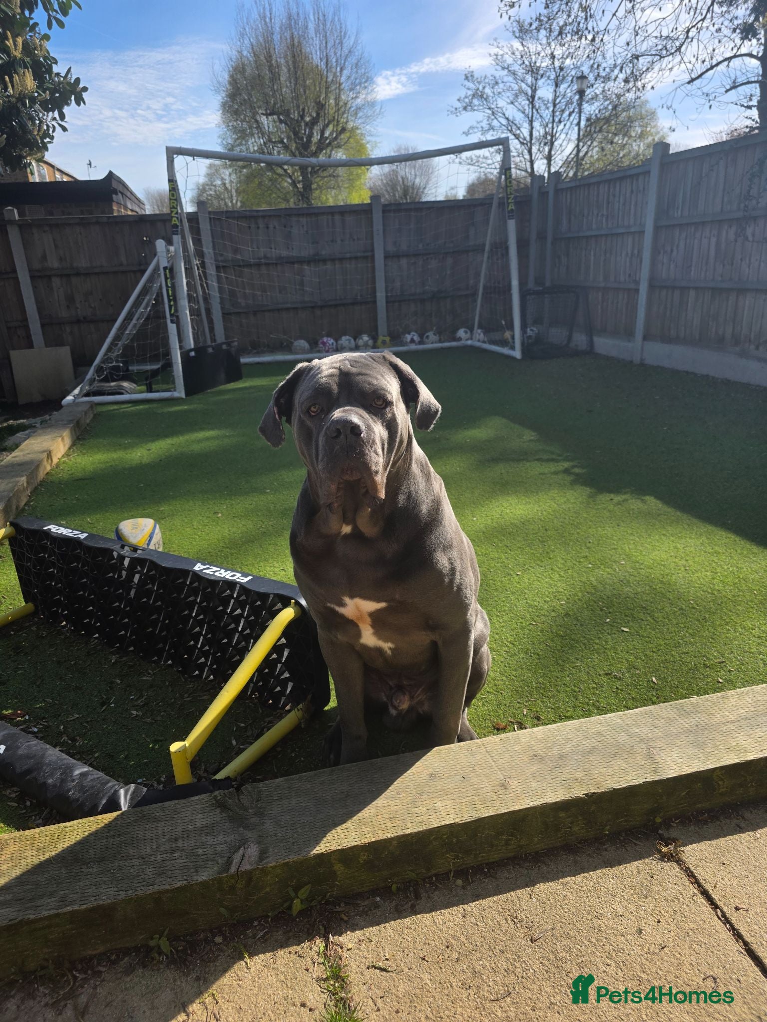 Cane Corso dogs ⭐️ ICCF 3 YEAR OLD MALE ⭐️ - Advert 1